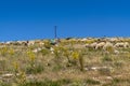 Herd of colored sheep feeding on a hill, sheep, kangal dogs and donkey together, Turkey