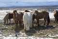 Herd of colorful Icelandic horses on a meadow Royalty Free Stock Photo