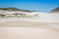 A herd of Common Eland Taurotragus oryx walking up a Sandy beach dune along the Cape coastline, Cape Point National Park, Cape Royalty Free Stock Photo