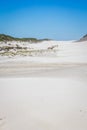 A herd of Common Eland Taurotragus oryx walking up a Sandy beach dune along the Cape coastline, Cape Point National Park, Cape Royalty Free Stock Photo