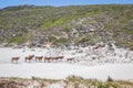 A herd of Common Eland Taurotragus oryx walking up a Sandy beach dune along the Cape coastline, Cape Point National Park, Cape Royalty Free Stock Photo