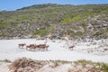 A herd of Common Eland Taurotragus oryx walking up a Sandy beach dune along the Cape coastline, Cape Point National Park, Cape Royalty Free Stock Photo