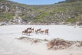 A herd of Common Eland Taurotragus oryx walking up a Sandy beach dune along the Cape coastline, Cape Point National Park, Cape Royalty Free Stock Photo