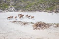 A herd of Common Eland Taurotragus oryx walking up a Sandy beach dune along the Cape coastline, Cape Point National Park, Cape Royalty Free Stock Photo