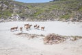 A herd of Common Eland Taurotragus oryx walking up a Sandy beach dune along the Cape coastline, Cape Point National Park, Cape Royalty Free Stock Photo