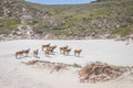 A herd of Common Eland Taurotragus oryx walking up a Sandy beach dune along the Cape coastline, Cape Point National Park, Cape Royalty Free Stock Photo