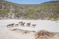 A herd of Common Eland Taurotragus oryx walking up a Sandy beach dune along the Cape coastline, Cape Point National Park, Cape Royalty Free Stock Photo