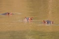 A herd of common hippopotamus Hippopotamus amphibius or hippo, Kyambura Gorge, Queen Elizabeth National Park, Uganda. Royalty Free Stock Photo