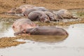 A herd of common hippopotamus Hippopotamus amphibius or hippo, Queen Elizabeth National Park, Uganda. Royalty Free Stock Photo