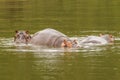 A herd of common hippopotamus Hippopotamus amphibius or hippo, Queen Elizabeth National Park, Uganda. Royalty Free Stock Photo