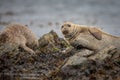 Herd of Common Seals in Scotland Royalty Free Stock Photo