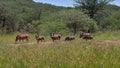 Herd of common warthog with six animals moving over meadow with bushes in background near Waterberg Plateau, Kalahari desert. Royalty Free Stock Photo