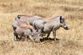 Herd of common warthogs in a natural environment