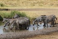 Herd of common zebras drinking from a water hole