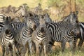 Herd of common zebras