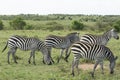 A Herd of Common Zebras Grazing in Masai Mara National Park in Kenya, Africa Royalty Free Stock Photo