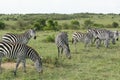 A Herd of Common Zebras Grazing in Masai Mara National Park in Kenya, Africa Royalty Free Stock Photo