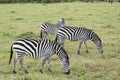 A Herd of Common Zebras Grazing in Masai Mara National Park in Kenya, Africa Royalty Free Stock Photo