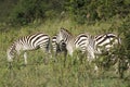 A Herd of Common Zebras in Masai Mara National Park in Kenya, Africa Royalty Free Stock Photo