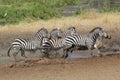 Herd of common zebras near a water hole