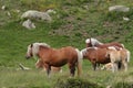 Herd of comtois horse