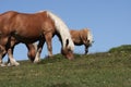 Herd of comtois horse