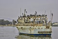 Herd of cormorants perched on an ancient ship abandoned at sea