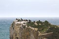 A herd of cormorants on a rock