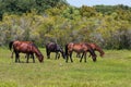 Herd of Corolla Wild Mustangs Grazing in Meadow Royalty Free Stock Photo