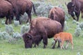 Herd of cow buffalo with newborn