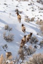 Herd of Cow Elk Climbing a Snow Hillside Royalty Free Stock Photo