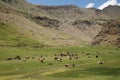 Herd of cow at field in Suru Valley, Ladakh, India Royalty Free Stock Photo