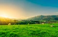 Herd of cow grazing at grass field with beautiful blue sky and morning sunlight. Cow farming ranch. Animal pasture. Landscape