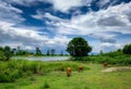 Herd of cow grazing green grass in meadow. Brown cow in pasture. Beef cow cattle farming. Livestock. Animal farm field near river