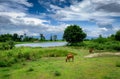 Herd of cow grazing green grass in meadow. Brown cow in pasture. Beef cow cattle farming. Livestock. Animal farm field near river Royalty Free Stock Photo