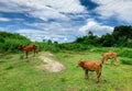 Herd of cow grazing green grass in meadow. Brown cow in pasture. Beef cow cattle farming. Livestock. High voltage electric pylon Royalty Free Stock Photo