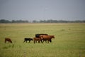 Herd of cow grazing in a pasture in summer. Cows and calves. Fresh cows milk concept. Royalty Free Stock Photo