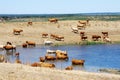 Herd of cow on lake at Portugal Royalty Free Stock Photo