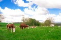 Herd of cow in a pasture Royalty Free Stock Photo