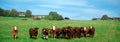 Herd of cows Royalty Free Stock Photo