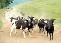 A Herd of Cows