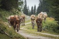 Herd of cows on an alp walking on a gravel path Royalty Free Stock Photo