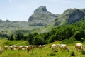 Herd of cows in the alpine pastures, Pic du Midi d`Ossau at the Royalty Free Stock Photo