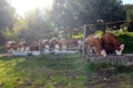 Herd of cows in the alps drinking water Royalty Free Stock Photo