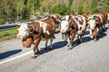 Herd of cows on the annual transhumance in the italian Alps.