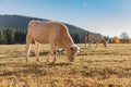 A herd of cows on autumn pasture. Autumn meadow and cow Royalty Free Stock Photo