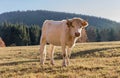 A herd of cows on autumn pasture. Autumn meadow and cow Royalty Free Stock Photo