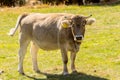 Herd of cows in autumn in Vall de Incles, Canillo, Andorra