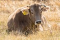 Herd of cows in autumn in Vall de Incles, Canillo, Andorra.