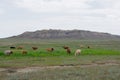 Herd of cows on the background of mountains Royalty Free Stock Photo